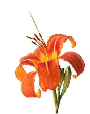 daylily wedding bouquet. Flowers and Pets