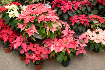 A colourful display of Poinsettias