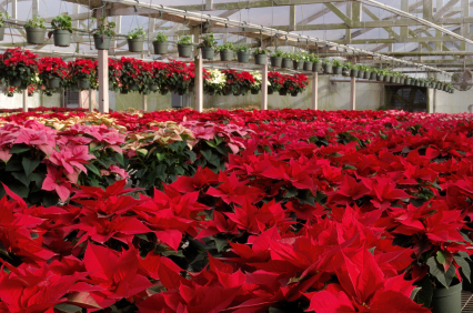 Poinsettias waiting for Christmas in a greenhouse