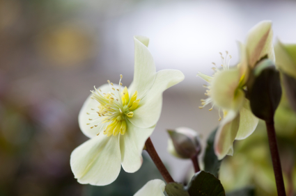 The delicate and beautiful Christmas Rose