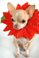 Poinsettias and Pets