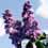 Lilac - mauve