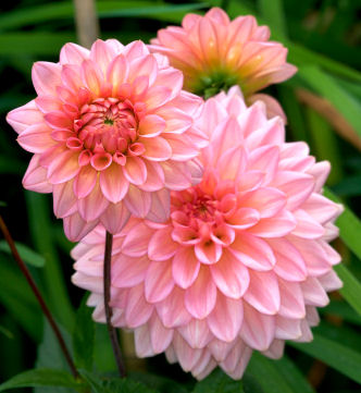 Beautiful Pink Dahlias