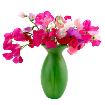 Sweet Pea, fragrant and delicate
