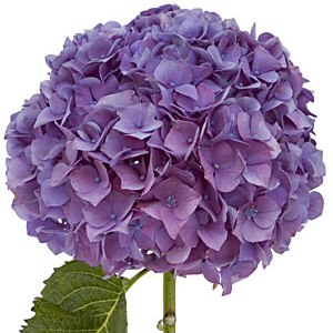 The Hydrangea “Hortensia” in Spanish is a genus of about 